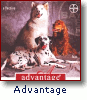 Advantage for Cats