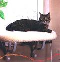 Thermo Kitty Sill Heated Cat Beds